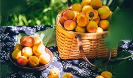 百果园爆料视频大全最新,新鲜水果盛宴，揭秘行业秘密