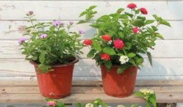 熔岩夺宝最新爆料视频,神秘宝藏即将揭晓，探险之旅即将启程！