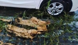 长春汽车最新爆料,颠覆性技术革新，未来出行新篇章